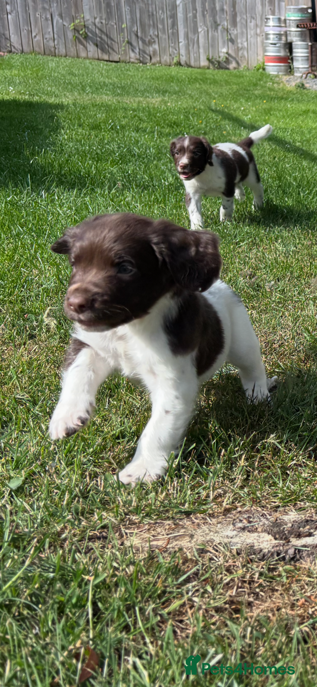 English Springer Spaniel dogs for sale: English Springer Spaniels  - Image 4