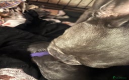 French Bulldog dogs for sale: French bulldogs puppies  - Image 13