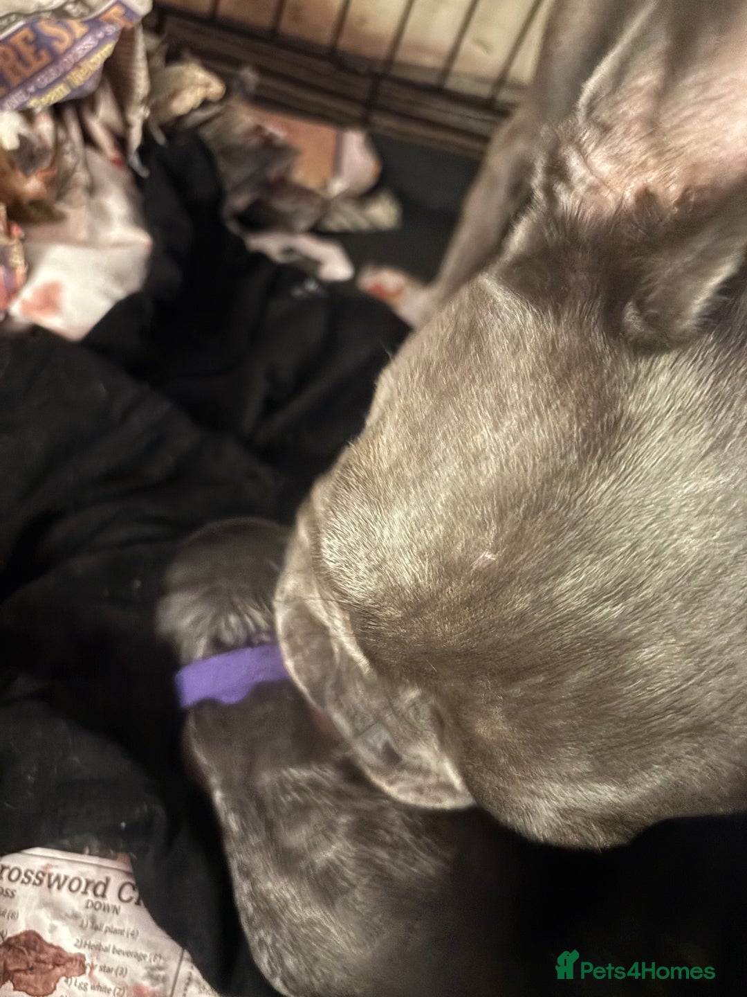 French Bulldog dogs for sale: French bulldogs puppies  - Image 13