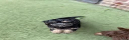 Cockapoo dogs for sale: Stunning F1 Cockerpoos🧸 - Advert 9
