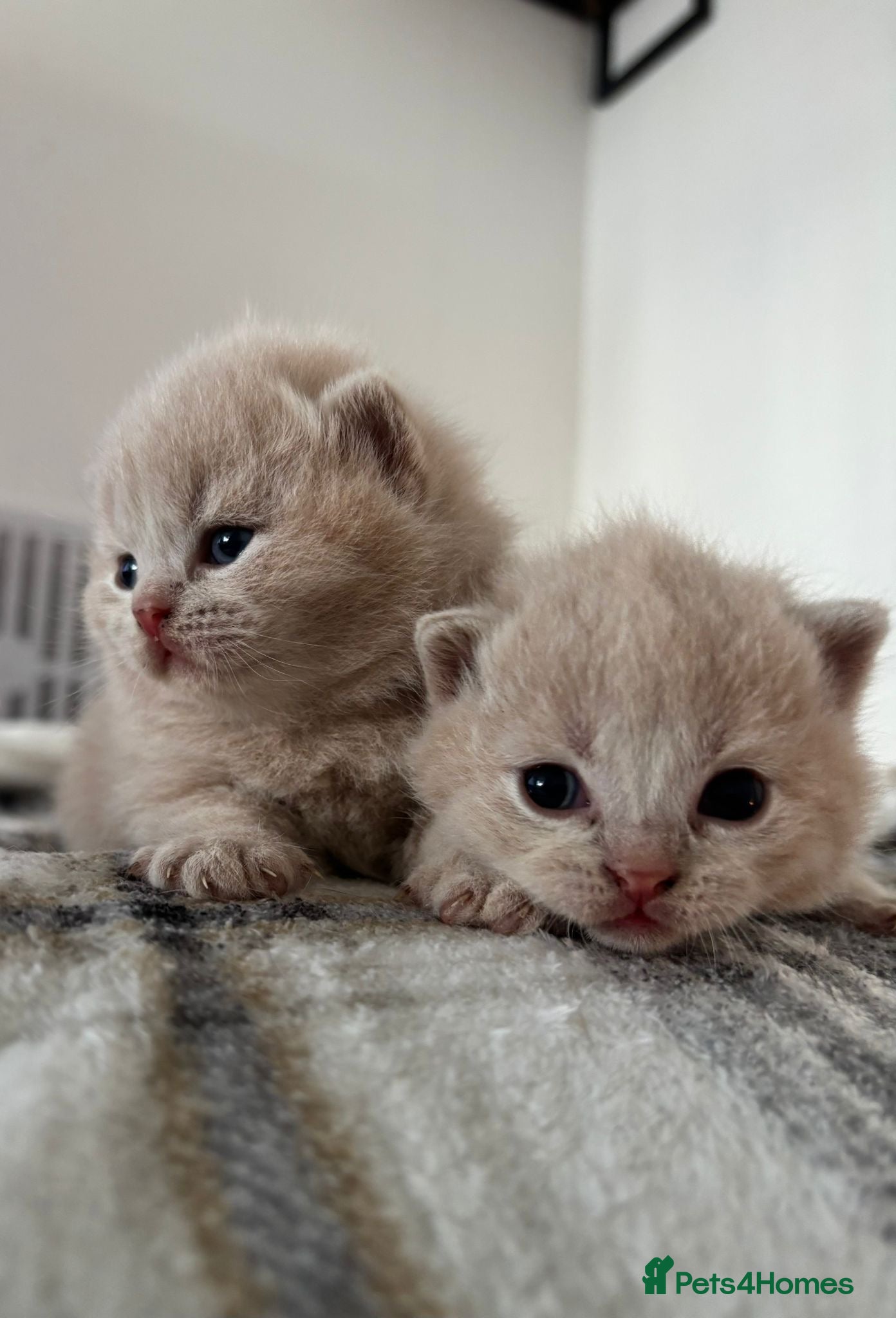 British Shorthair cats British shorthair kittens.  - Advert 7
