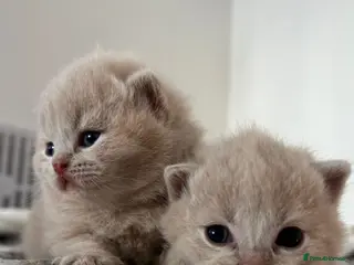 British Shorthair cats British shorthair kittens. - Advert 14