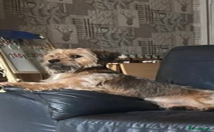 Mixed Breed dogs - Advert 6