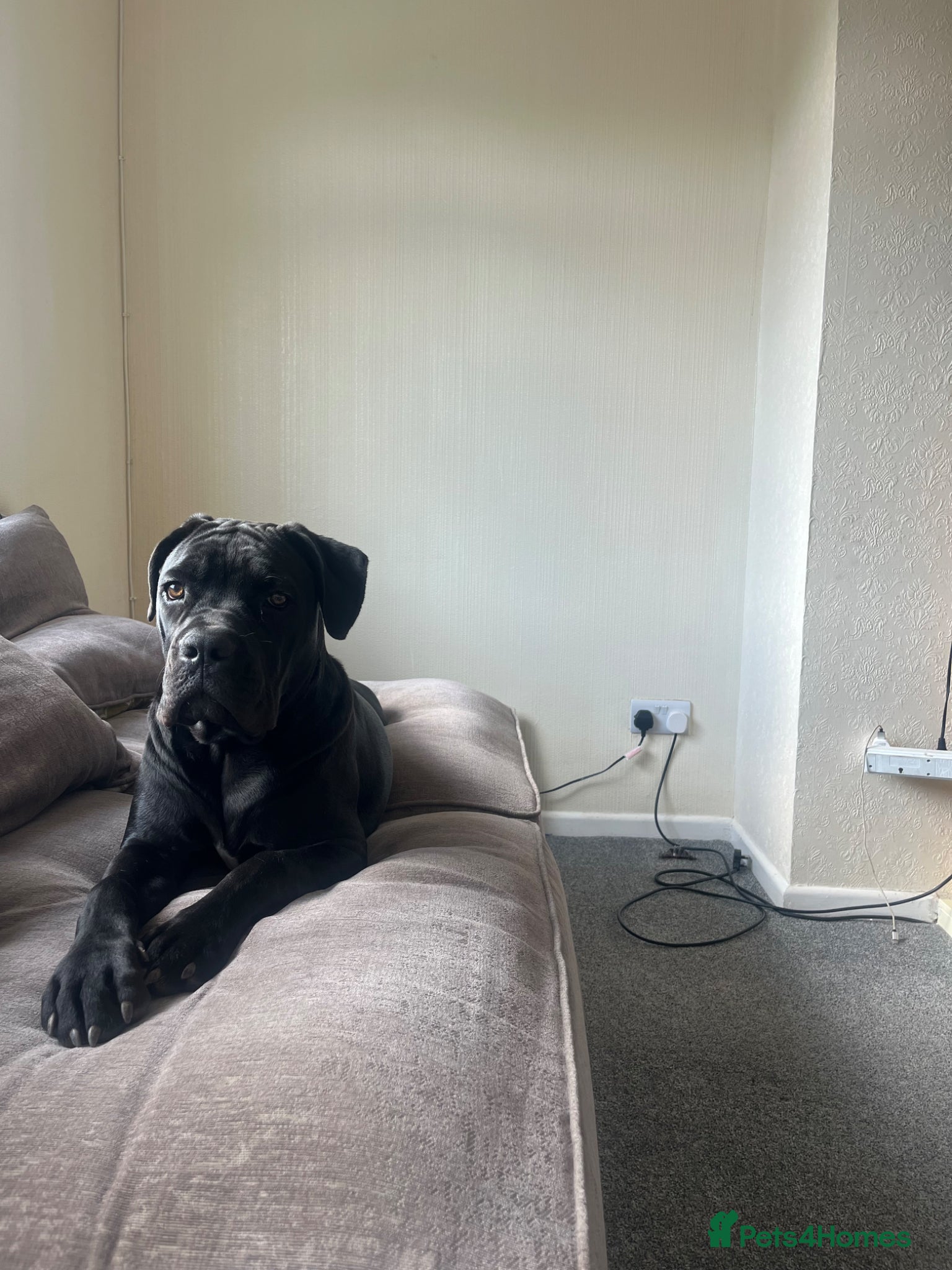 Cane Corso dogs 1 year old Cane Corso - Advert 4