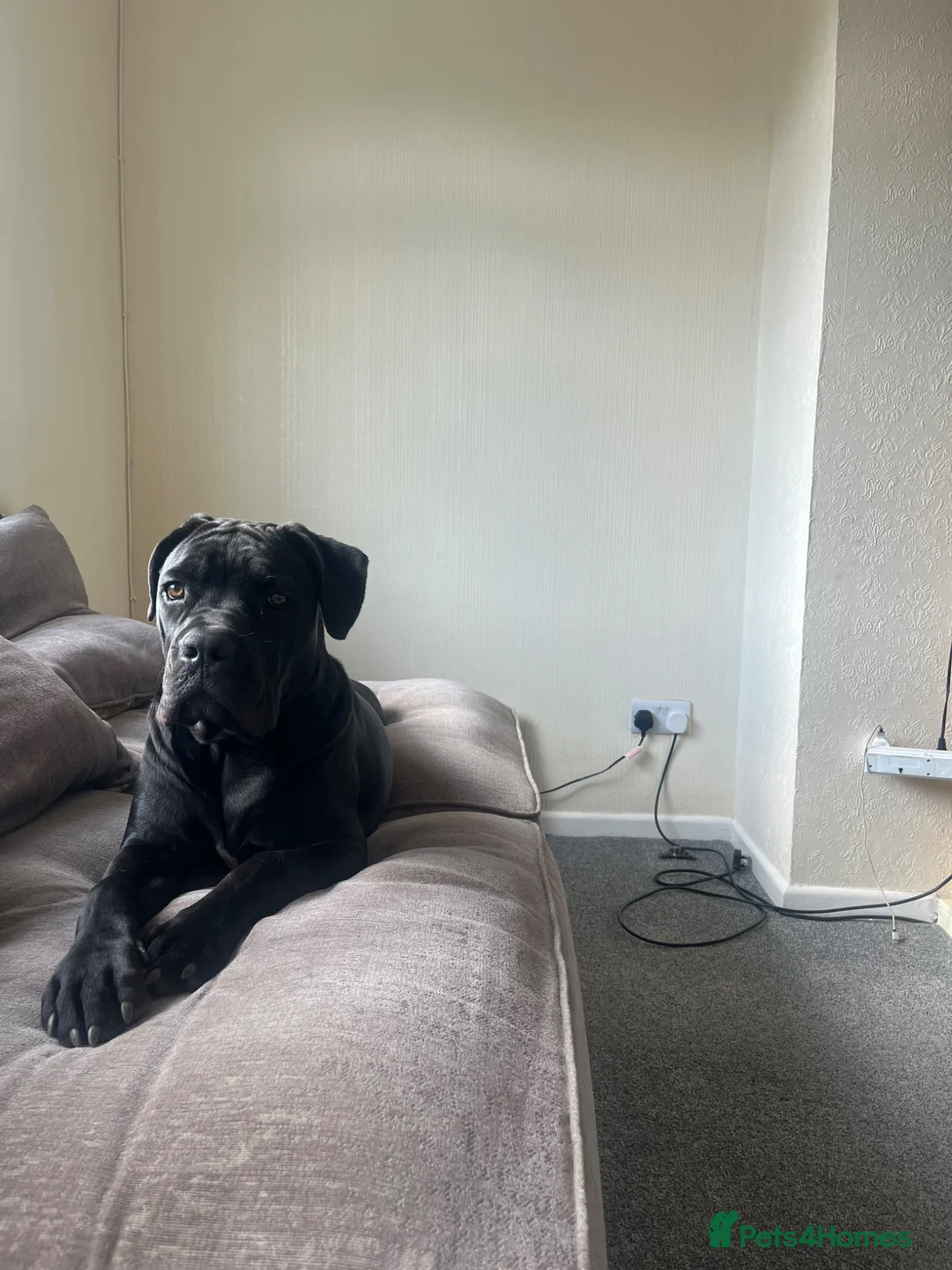 Cane Corso dogs for sale: 1 year old Cane Corso in Launceston - Advert 1