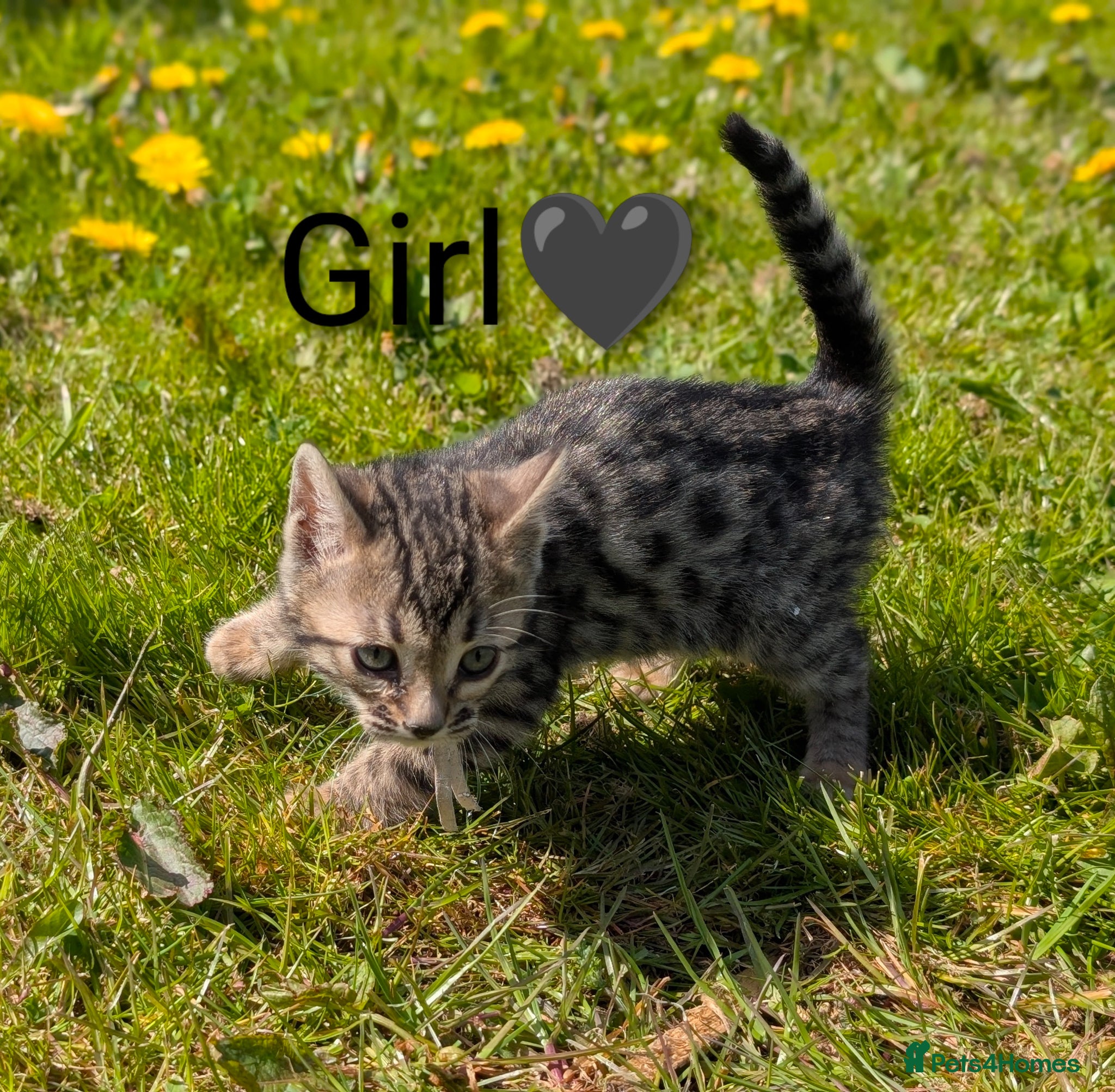 Bengal cats TICA Glitter Bengals|High Contrast|Health tested ✨ - Advert 1