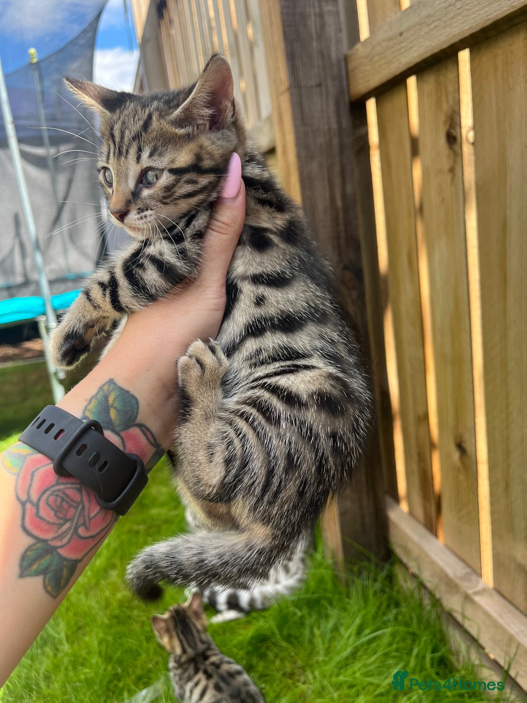 Bengal cats for sale: Bengal kittens 1 MALE REMAINING!! Ready now! - Image 7