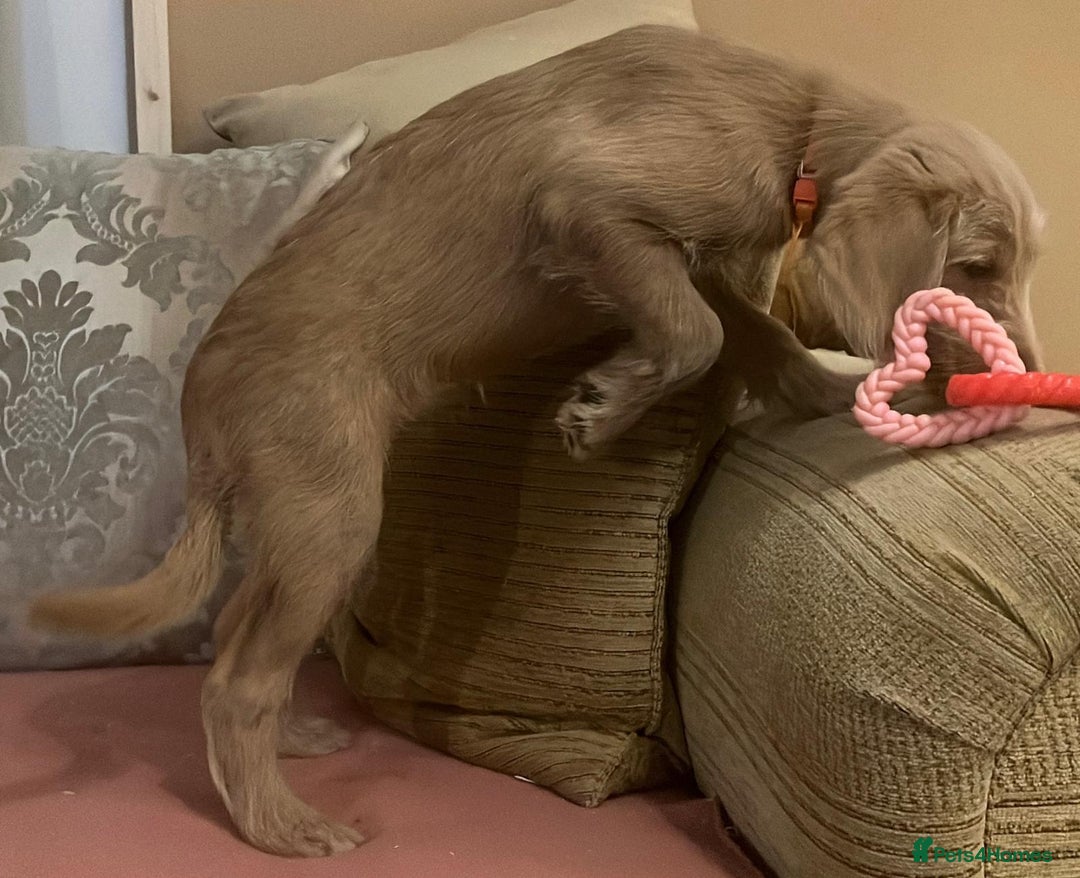 Labradoodle dogs for sale: Absolutely beautiful Labradoodles - Advert 26