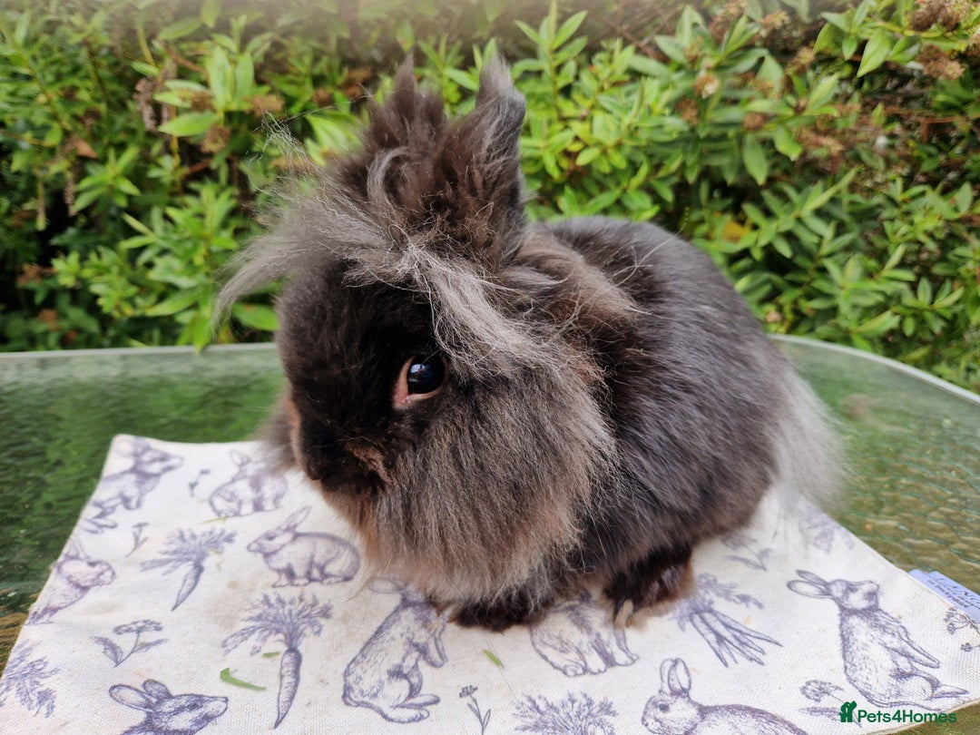Lionhead rabbits for sale: Purebred Lionhead Rabbits  - Image 5