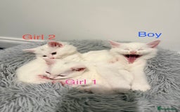 Mixed Breed cats for sale: 3 beautiful kittens available  - Advert 20