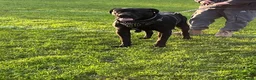Cane Corso dogs for sale: X4 female cane corso  - Advert 12