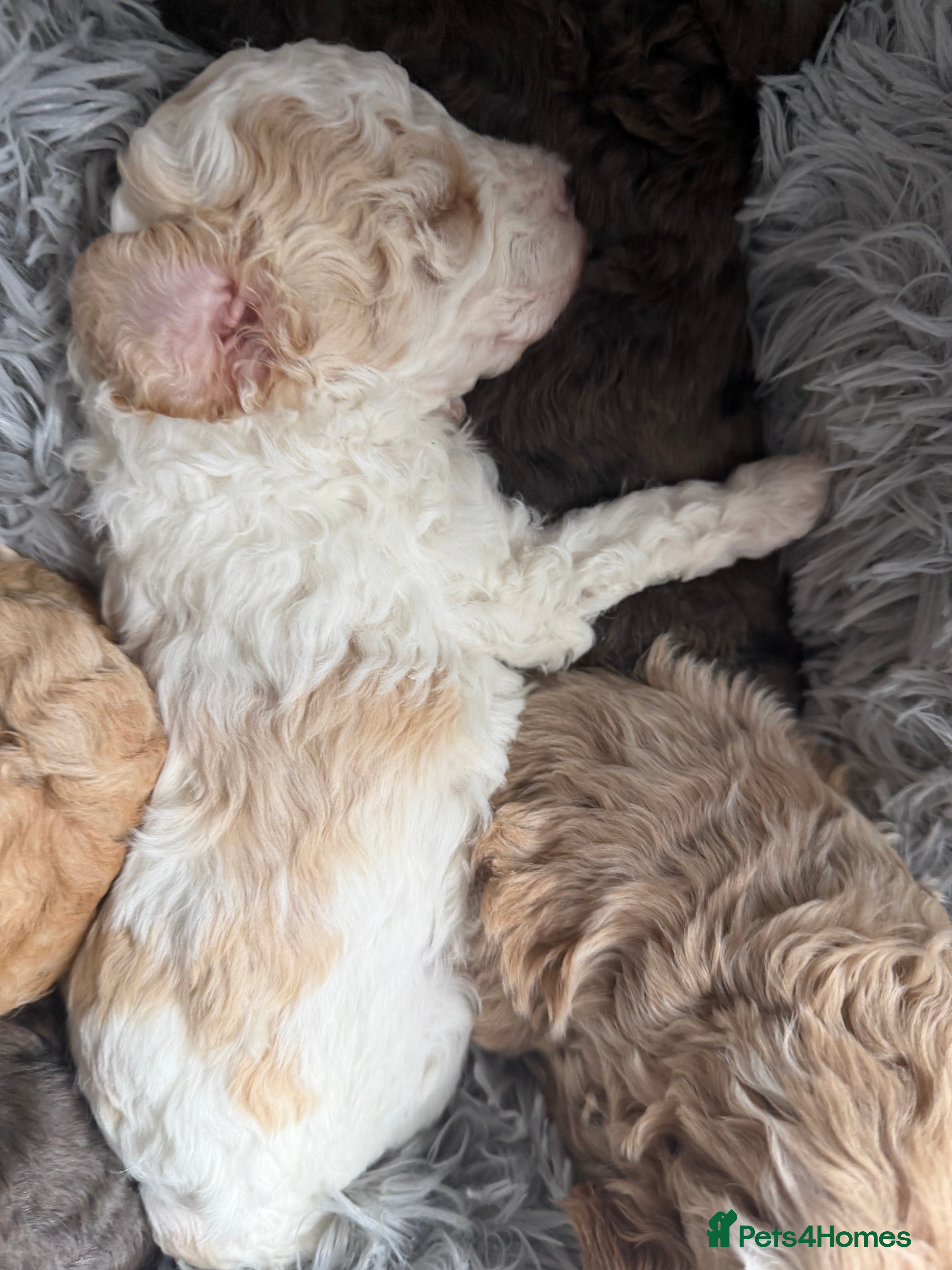 Cavapoo dogs Stunning cavapoo puppies  - Advert 2