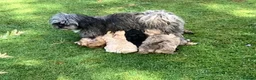 Shihpoo dogs for sale: SHIH POO PUPPIES  RARE SHADES & A DOBIE in Fordingbridge - Advert 20