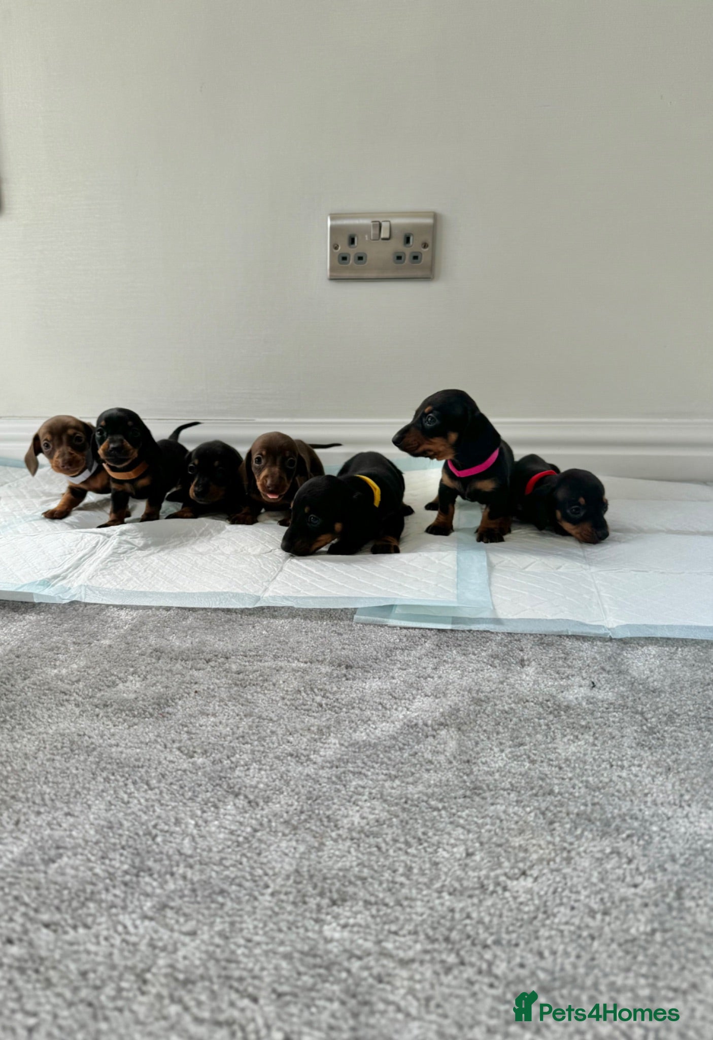 Miniature Dachshund dogs Miniature dachshund’s from health tested parents - Advert 2