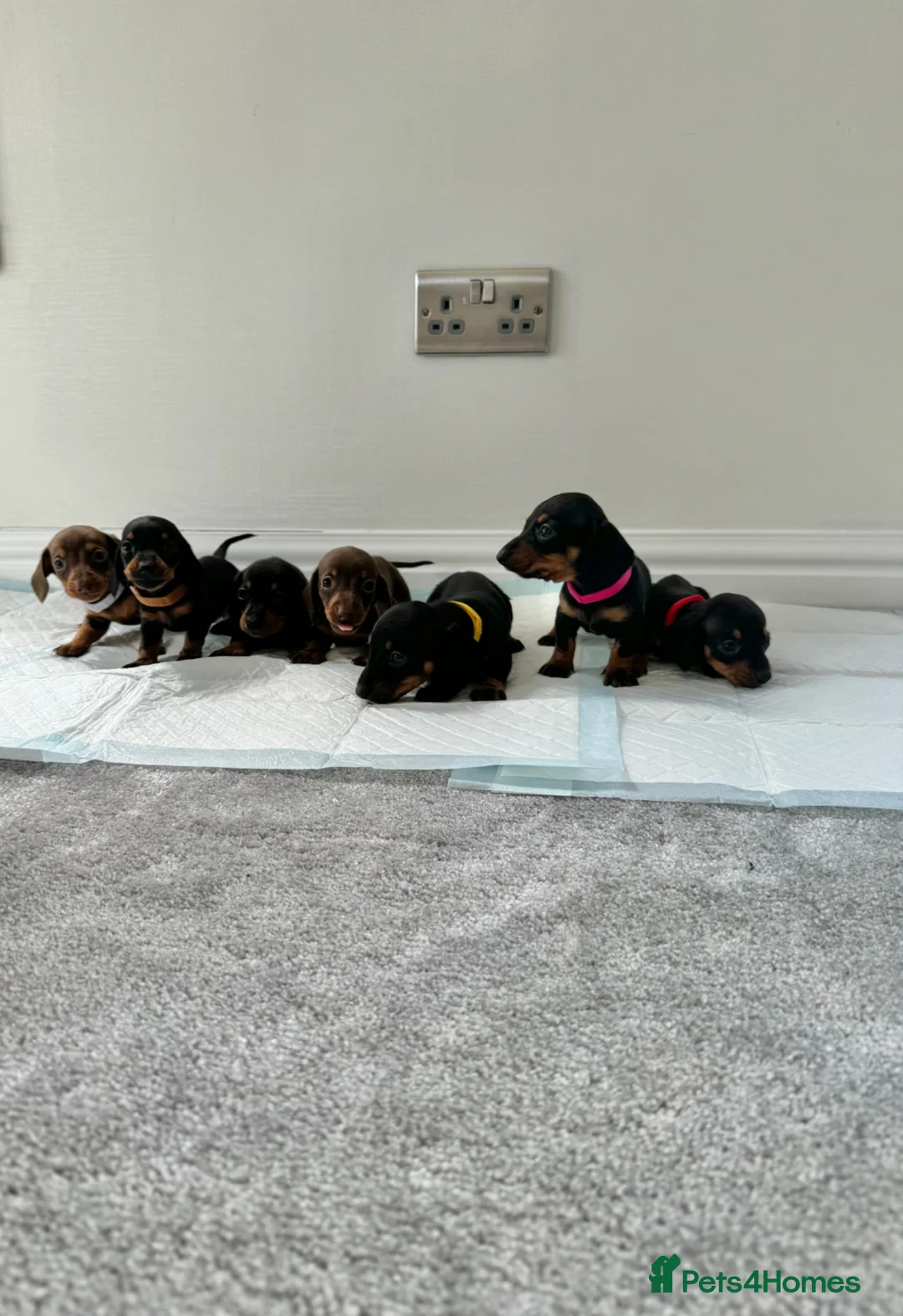 Miniature Dachshund dogs for sale: Miniature dachshund’s from health tested parents - Advert 2