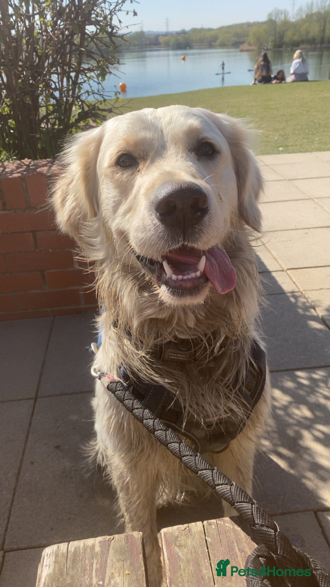 Golden Retriever dogs for sale: Sad sale  in Barnsley - Image 2