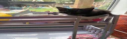Domestic Shorthair cats for sale: Two little black and white girls - Advert 8