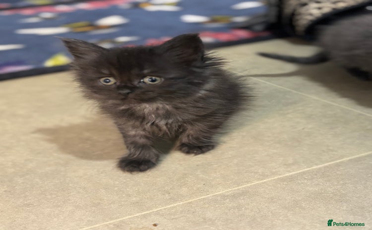 Maine Coon cats - Advert 3