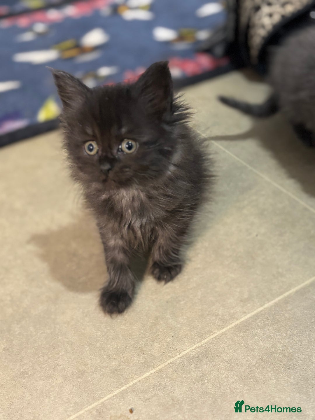 Maine Coon cats for sale: Loveliest, fluffy Maine coon X ragdoll kittens - Image 1