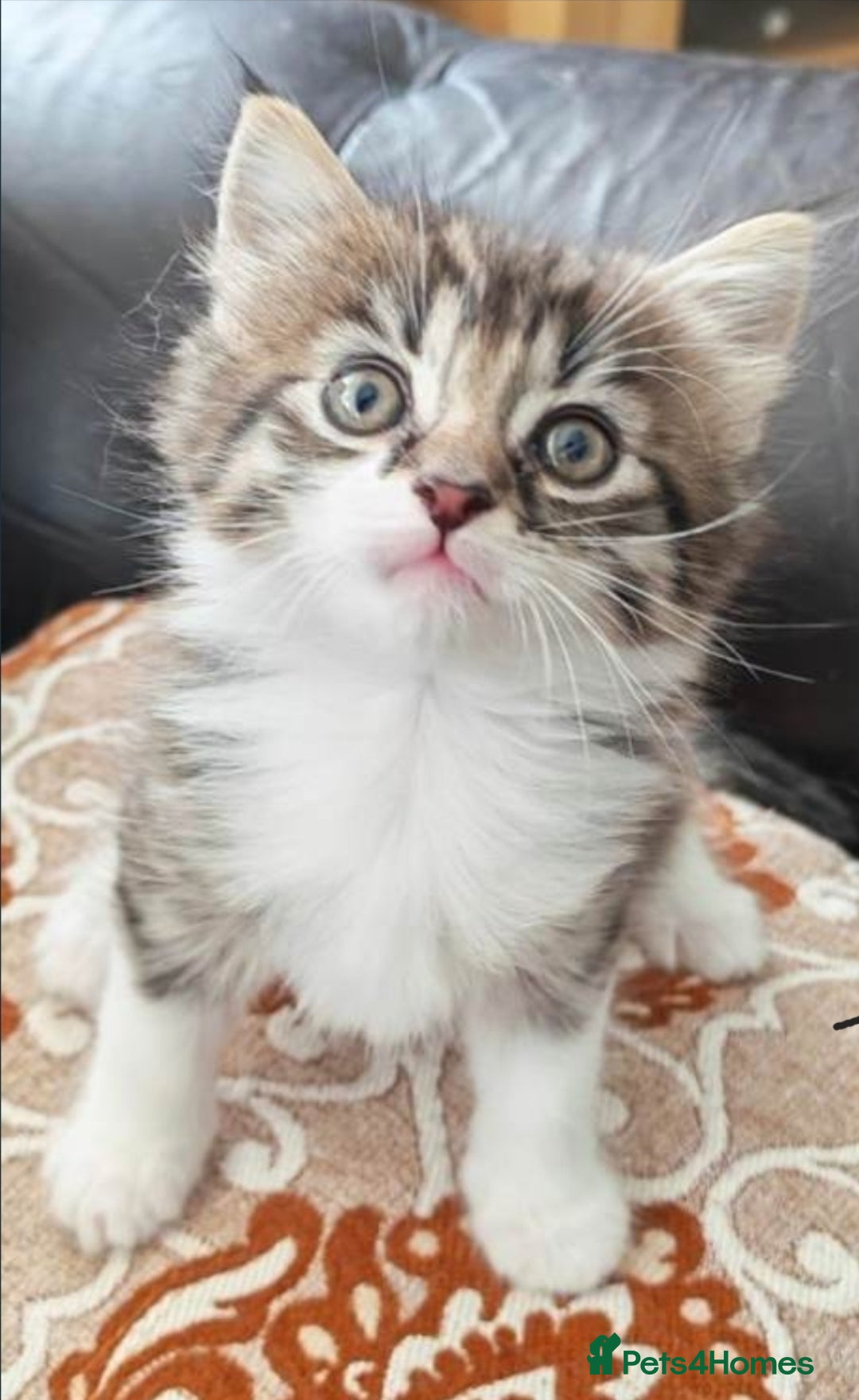 Mixed Breed cats MAINE COON BENGAL MIXED BOYS! in London - Advert 3