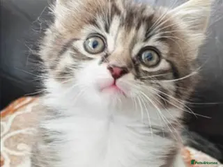 Mixed Breed cats MAINE COON BENGAL MIXED BOYS! in London - Advert 3