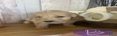 Cockapoo Puppy B