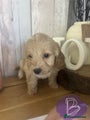 Cockapoo Puppy B