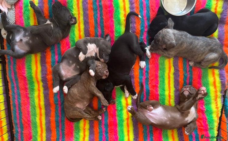 Mixed Breed dogs - Advert 2