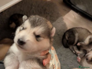 Alaskan Malamute dogs KC Alaskan malamute puppies champion lines - Advert 7