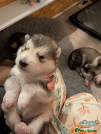 Alaskan Malamute dogs - Advert 6