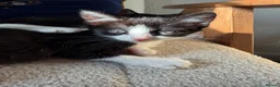 Mixed Breed cats for sale: black and white kittens  - Advert 4