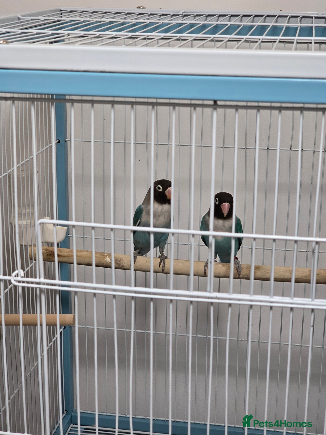 Parrots birds for sale: Lovebirde pairs 2x🦜  - Advert 3