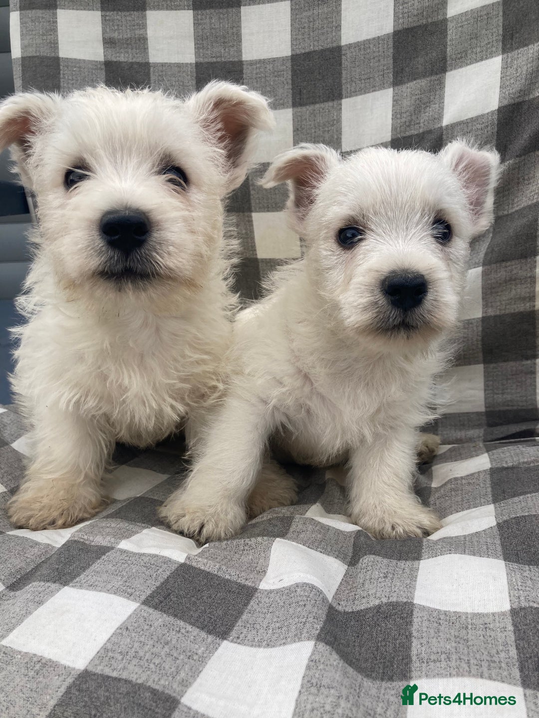 West Highland Terrier dogs for sale: West highland terrier  - Image 7