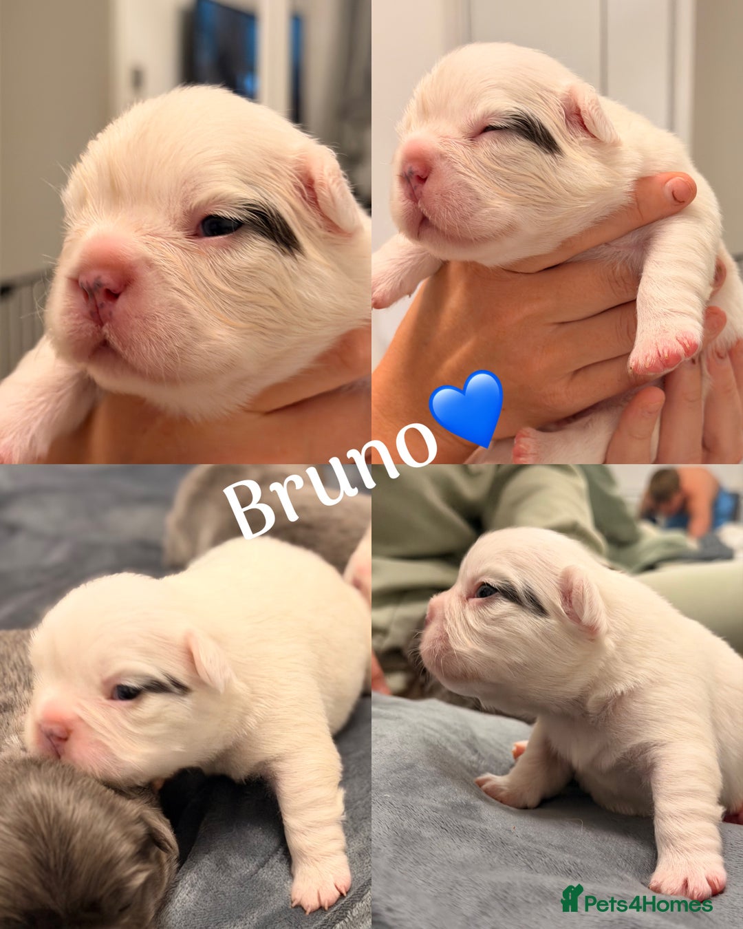 French Bulldog dogs for sale: Full visual outstanding fluffy frenchies - Advert 29