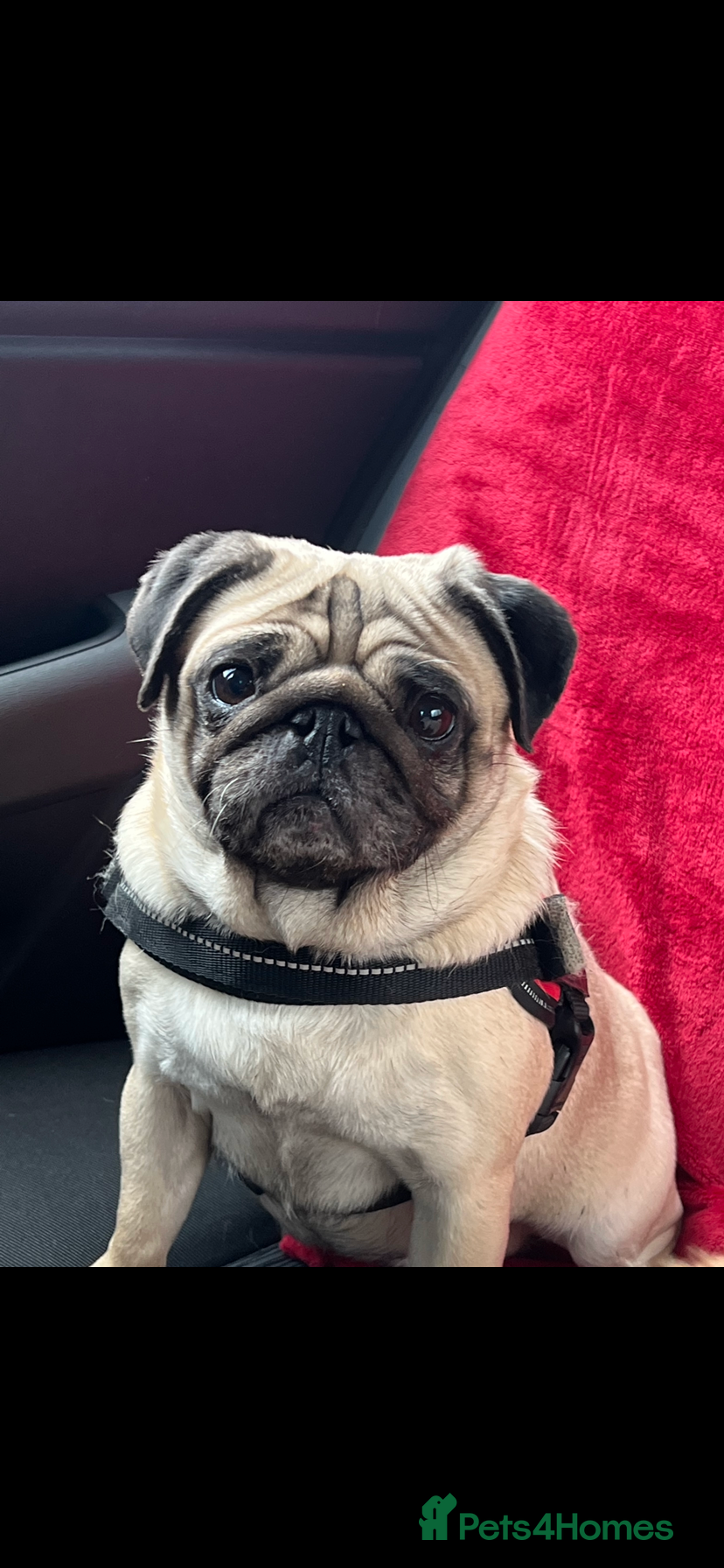 Pug dogs Mature pug female for re-homing  - Advert 6