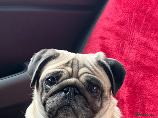 Pug dogs Mature pug female for re-homing - Advert 6