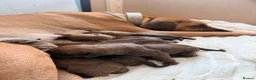 Rhodesian Ridgeback dogs for sale: Outstanding Rhodesian Ridgeback puppies in Darwen - Advert 2