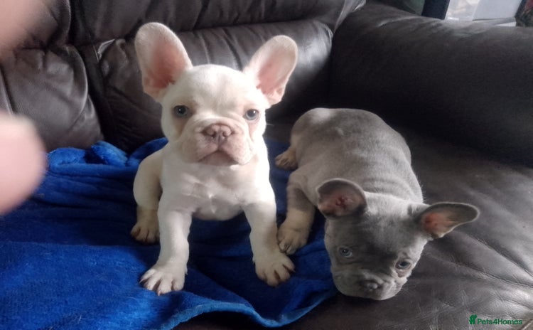 French Bulldog dogs french bulldog puppys - Advert 9