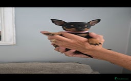 Miniature Pinscher dogs for sale: Beautiful Miniature pinscher Puppies  - Image 18