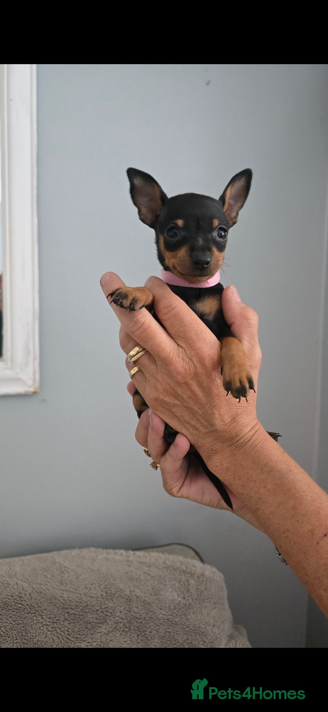 Miniature Pinscher dogs for sale: Beautiful Miniature pinscher Puppies  - Image 18