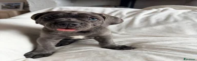 Cane Corso Puppy 4