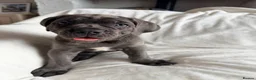 Cane Corso dogs for sale: Cane Corso puppies (1 female left)  - Advert 33