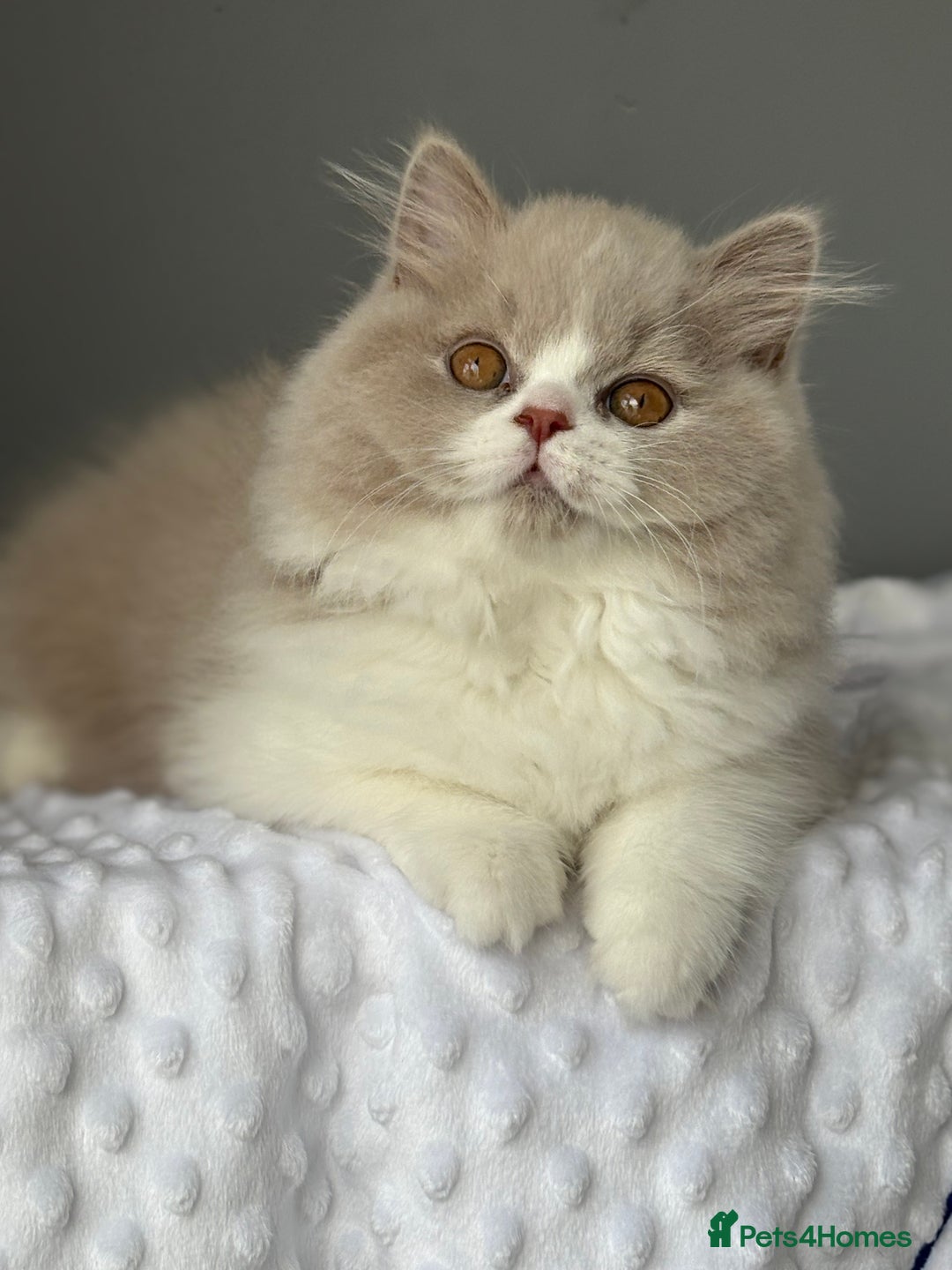 British Shorthair cats for sale: GGCF registered lilac bi kittens available  - Image 6