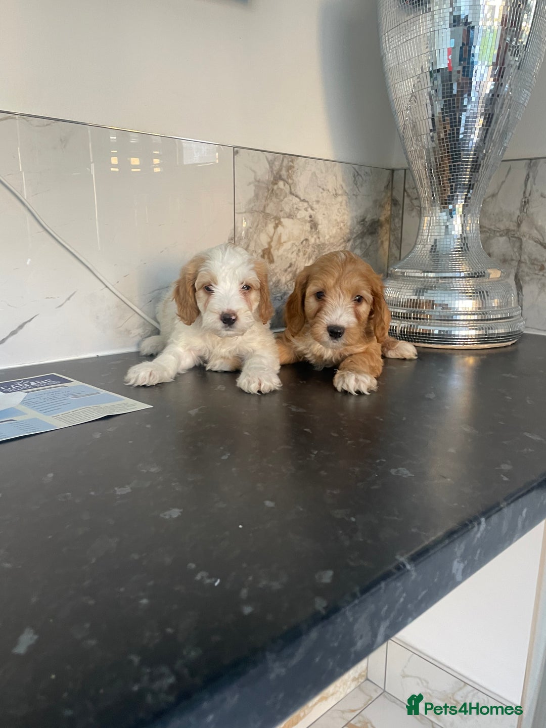 Cavapoo dogs for sale: ⭐️ Mini cavapoo puppies (toy poodle x cavalier)⭐️ - Image 4