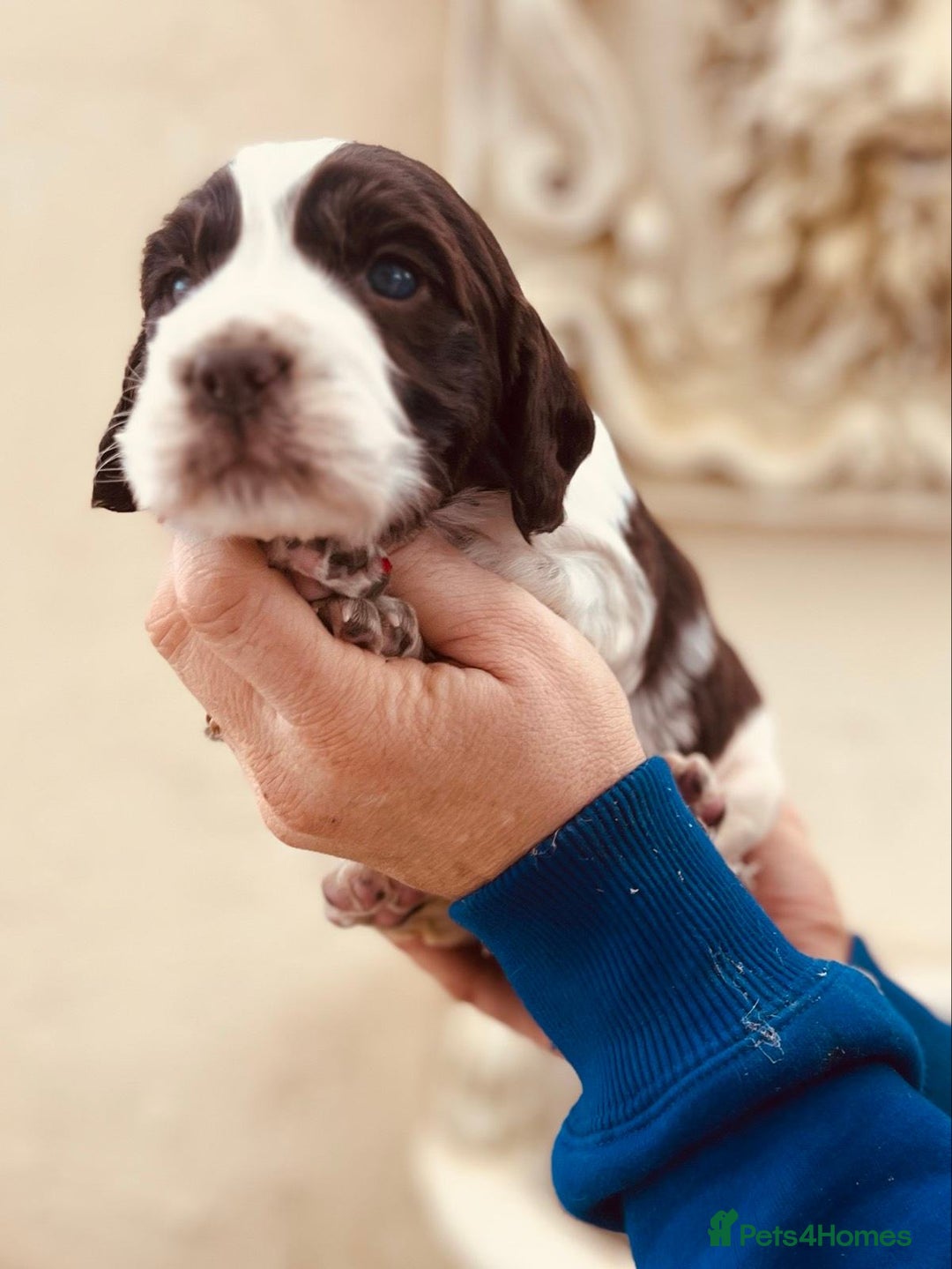 English Springer Spaniel dogs for sale: Liver/whitee Springer Spaniels - Image 7