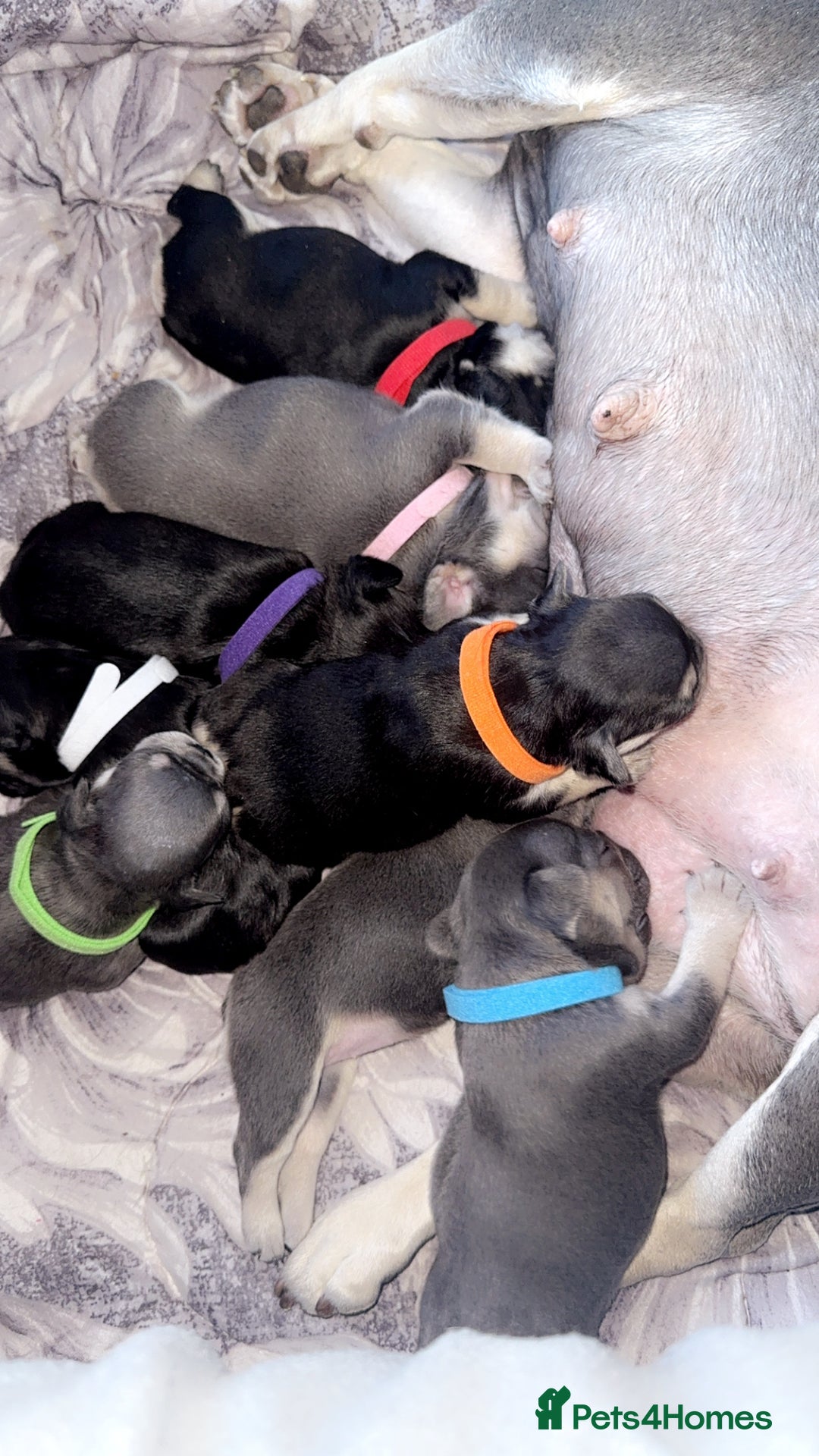French Bulldog dogs for sale: 🐾 adorable French bulldog puppies for sale 🐾 - Image 13