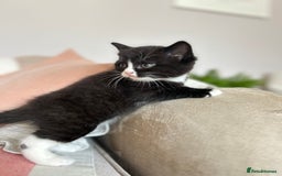 British Shorthair cats for sale: Gorgeous BSH kittens  - Image 8