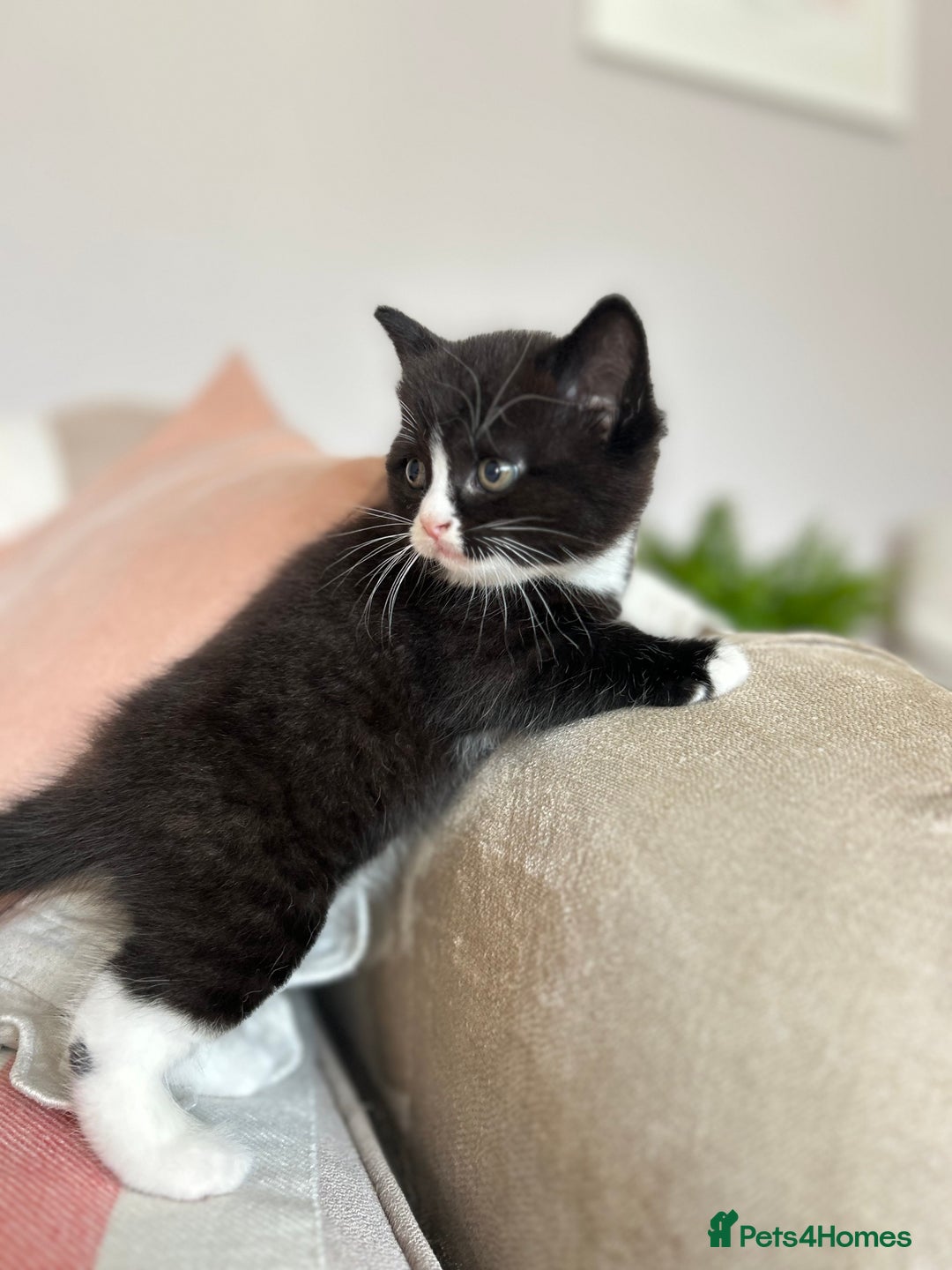 British Shorthair cats for sale: Gorgeous BSH kittens  - Image 8