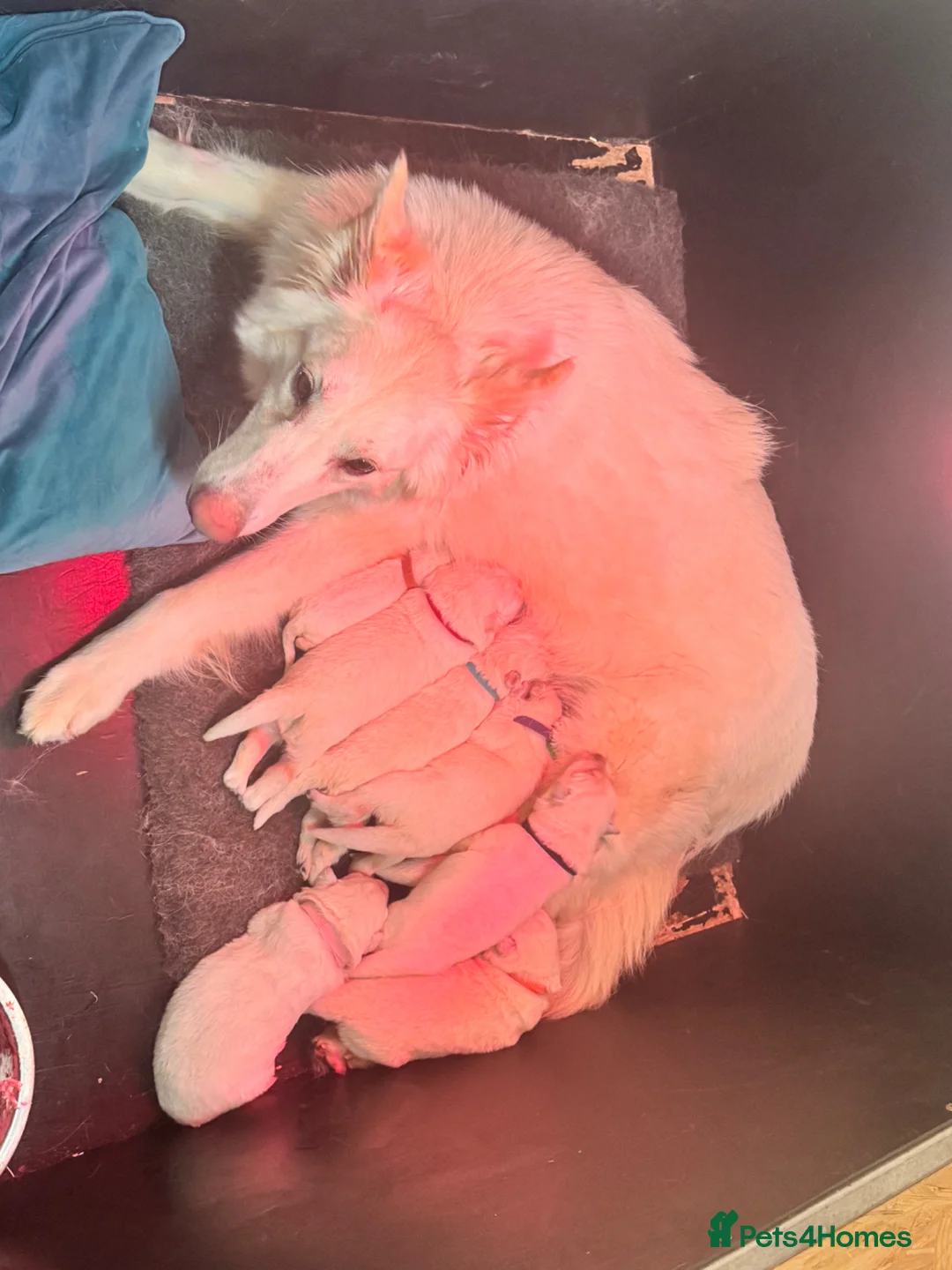 German Shepherd dogs for sale: EXCEPTIONAL WHITE GERMAN SHEPHERD PUPPIES FOR SALE - Advert 22