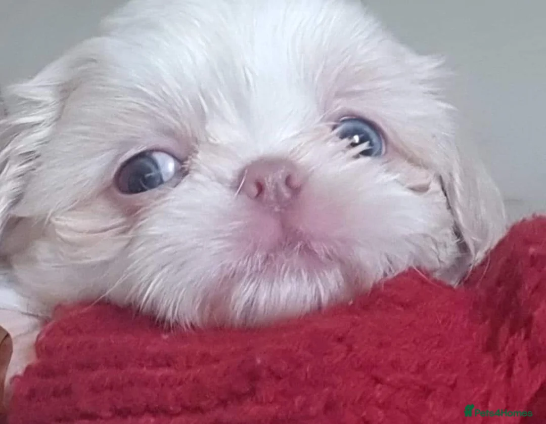 Shih Tzu dogs for stud: LAVENDER Tiniest lavender stud in Wales  in Cardiff - Advert 10